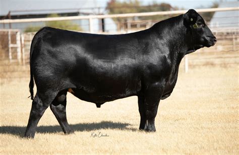 In 2021 alone, we sold over 30,000 head of <b>cattle</b> with the average <b>sale</b> turn around being 8 days, and also helped many ranchers find the right type of <b>cattle</b> that fits their ranch. . Registered black angus cattle for sale near me